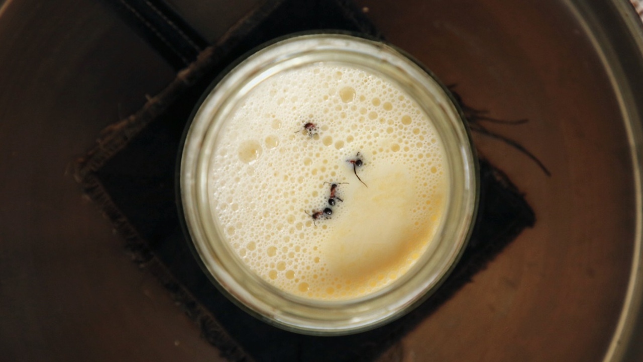 Yogur con hormigas: la ciencia confirma la utilidad de este peculiar método de elaboración