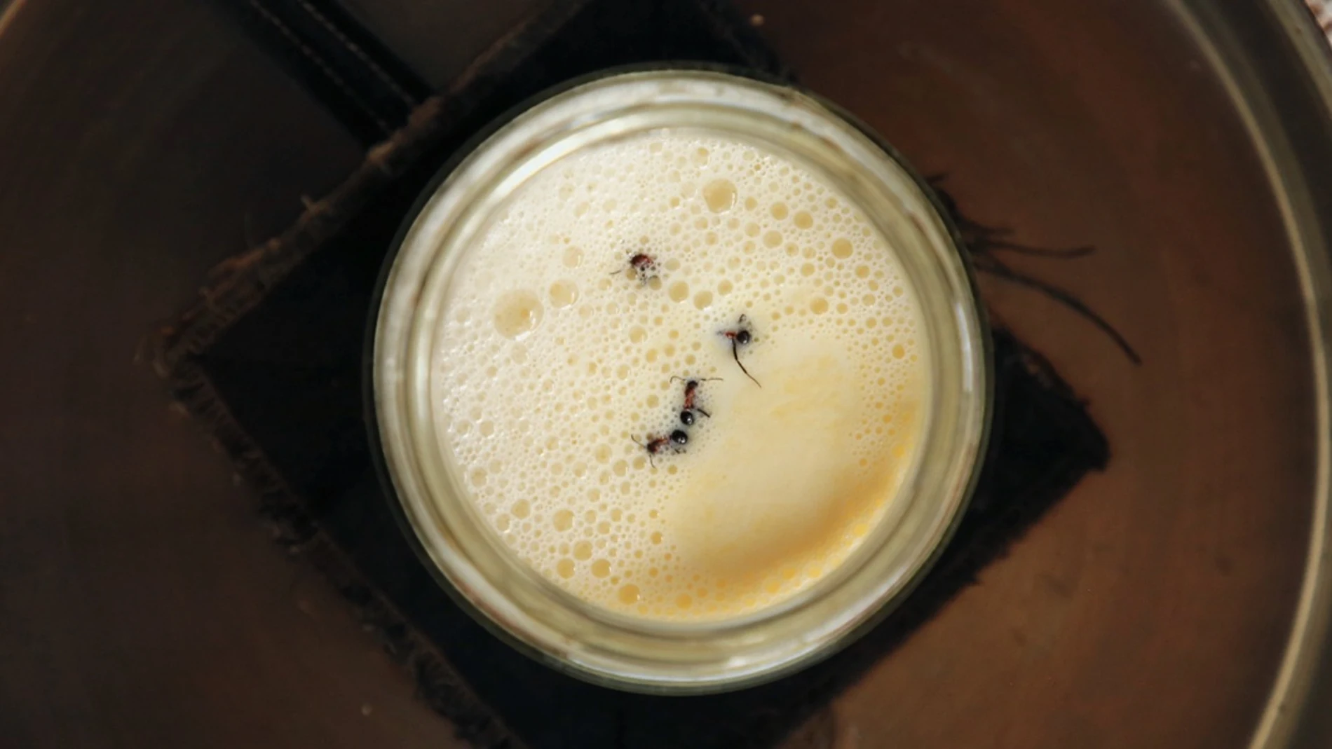 Yogur elaborado con hormigas