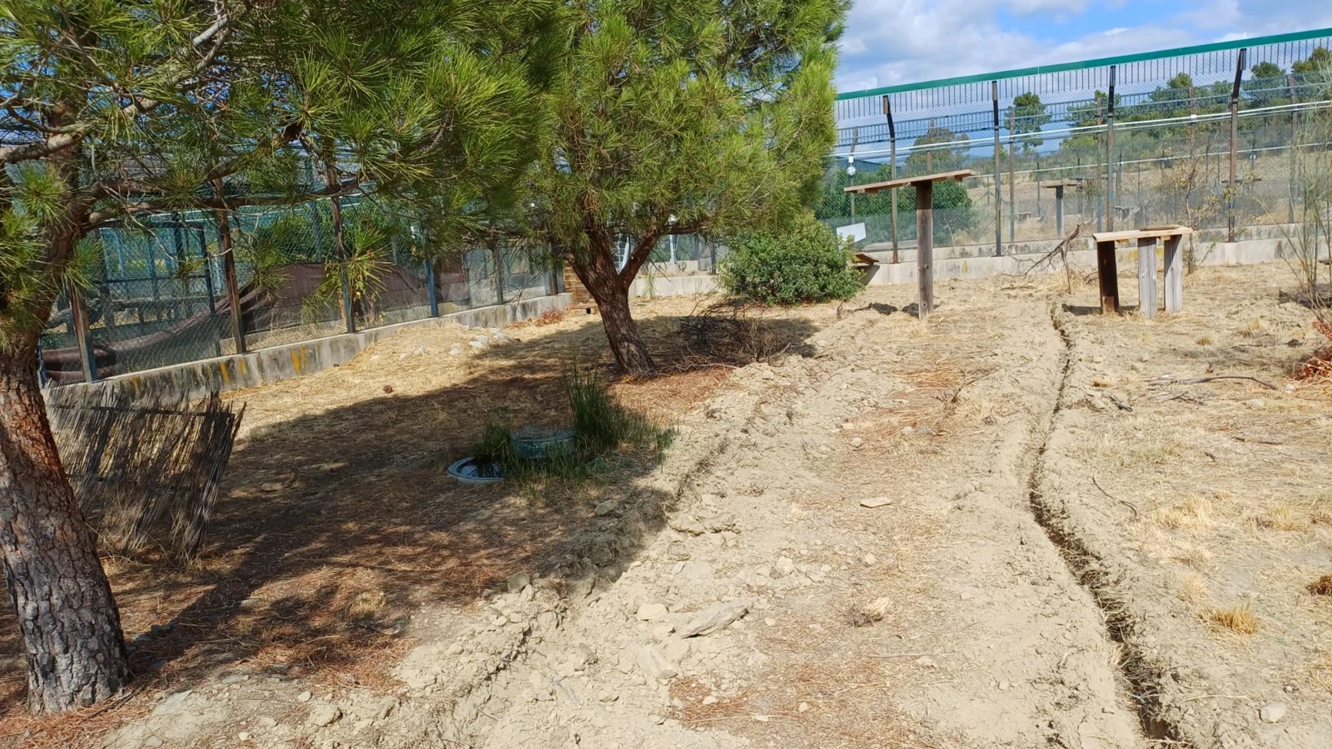 La Junta colocará sensores de fibra óptica para monitorizar a la fauna silvestre y mejorar la seguridad vial en el área de reintroducción del lince ibérico en el Cerrato palentino