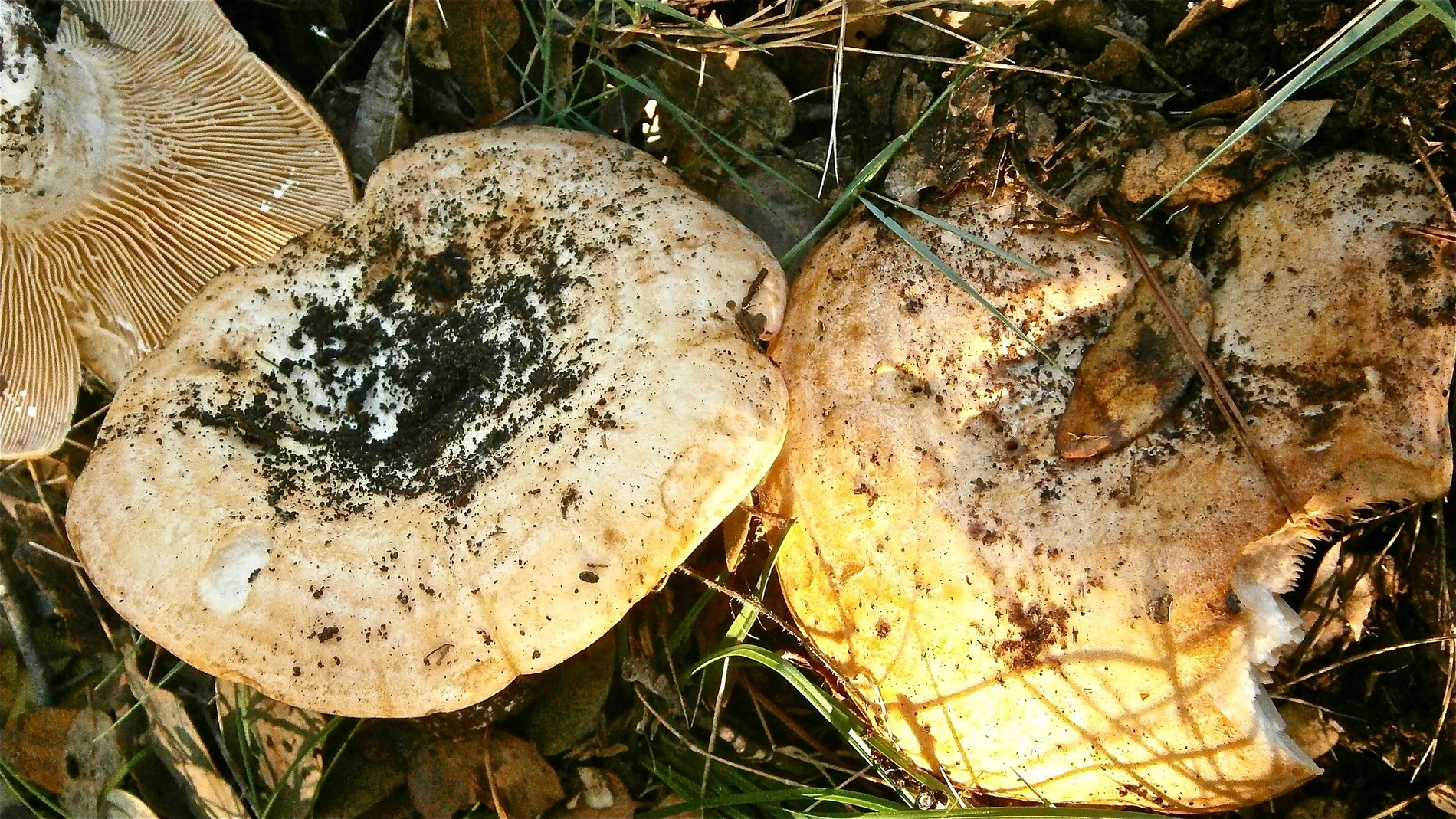 Falsos níscalos (lactarius torminosus)
