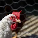 Más de mil aves han muerto en España por el virus H5N1. SEO/BirdLife lanza un mapa con los focos detectados y pide reforzar las medidas de prevención