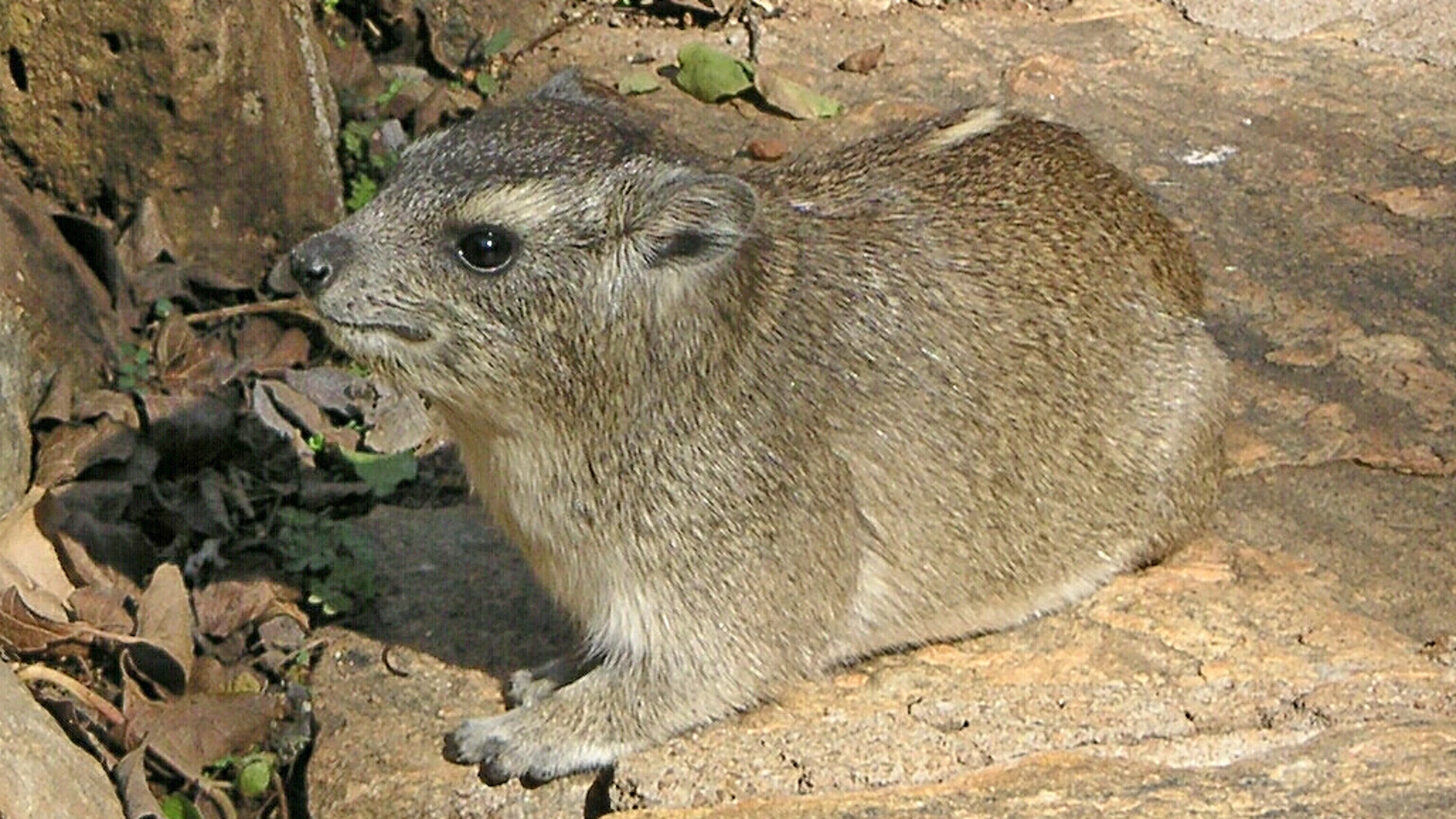 No es un hueso ni una huella: el hallazgo prehistórico que asombra al mundo es el rastro de un trasero
