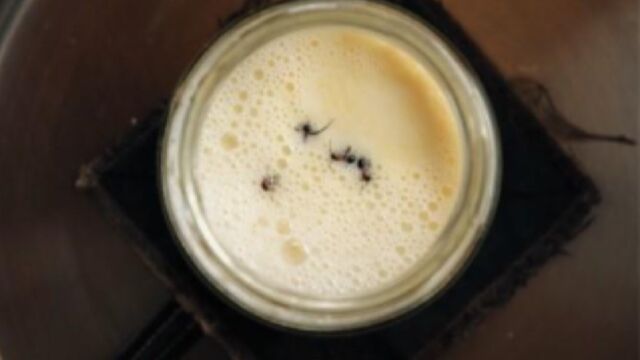 Ni fermentos ni probióticos: el yogur más potente se hace con hormigas vivas y la ciencia lo acaba de demostrar