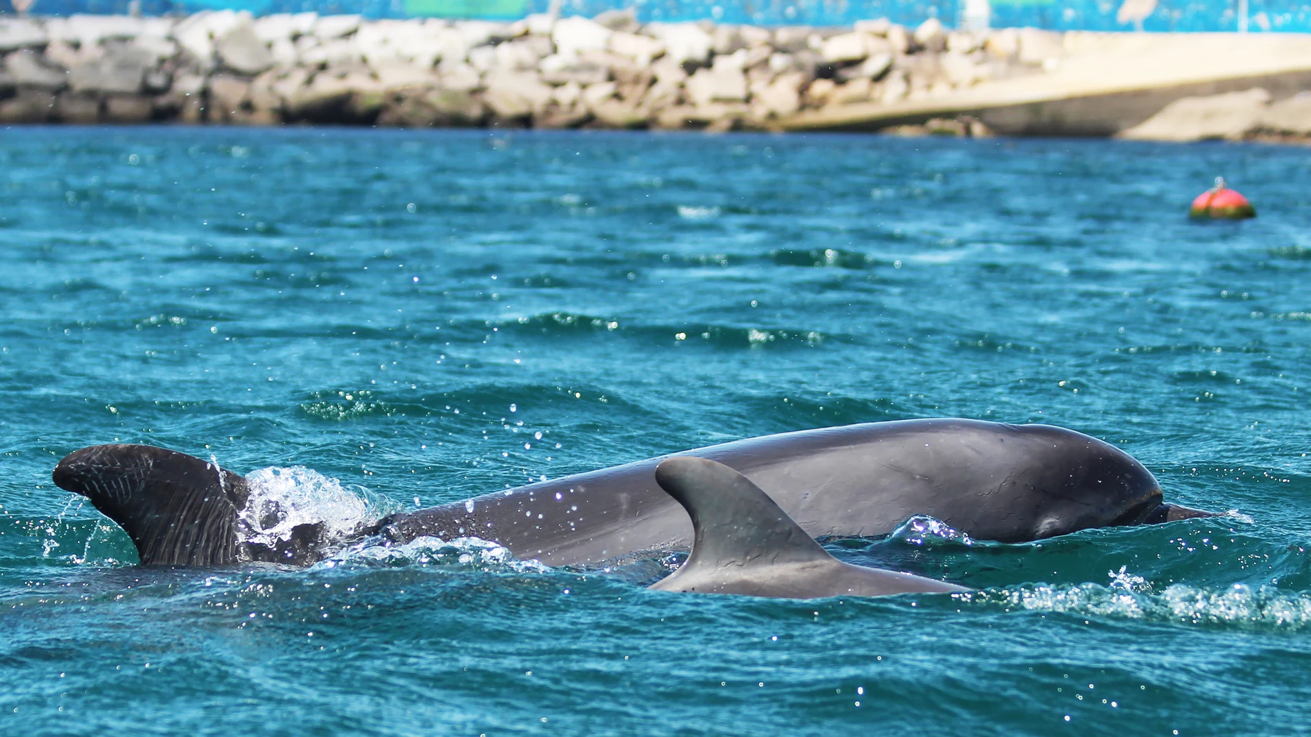 (Foto de ARCHIVO) Delfines Ladeira y Ladiña REMITIDA / HANDOUT por CEMMA Fotografía remitida a medios de comunicación exclusivamente para ilustrar la noticia a la que hace referencia la imagen, y citando la procedencia de la imagen en la firma 11/09/2024