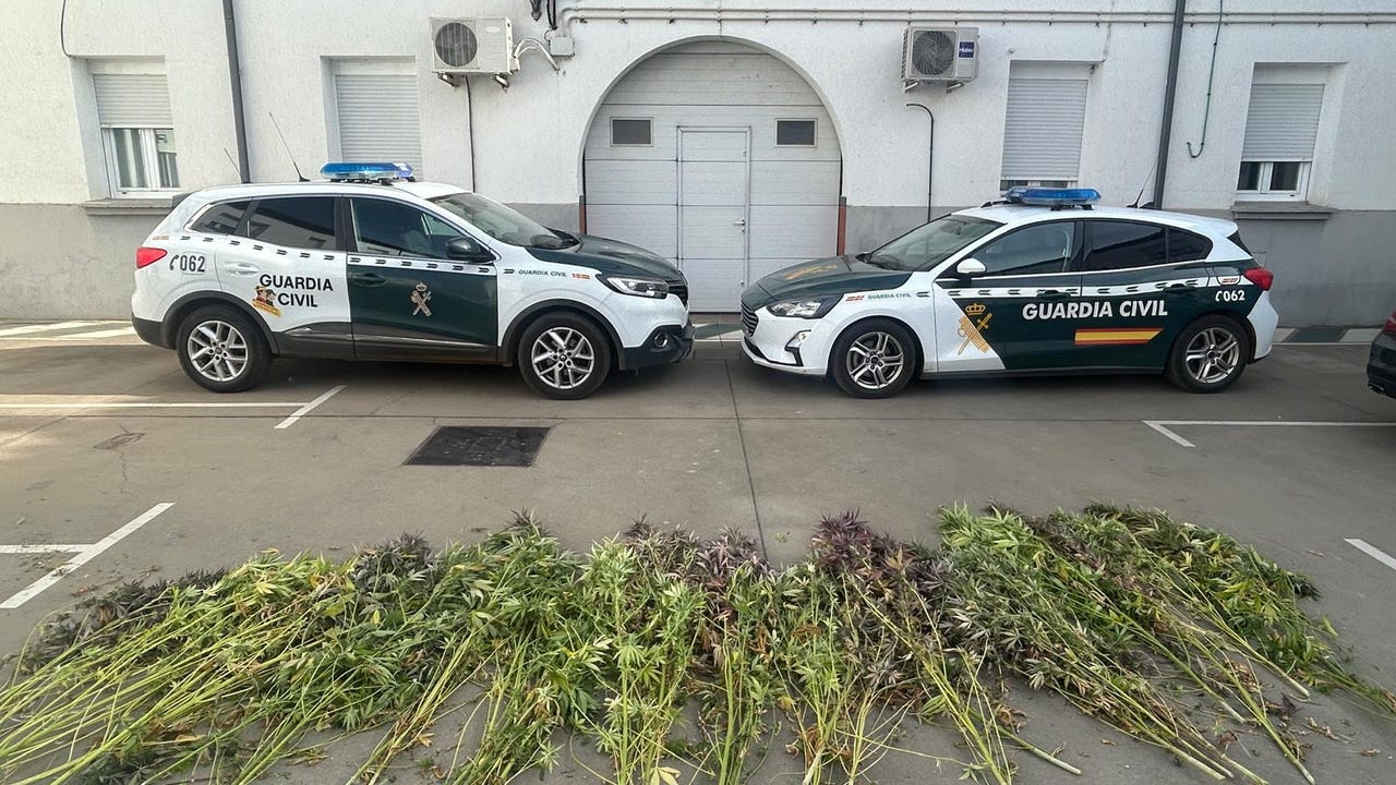 Detenido en Villamañan (León) por el cultivo de 32 plantas de marihuana en el interior de una vivienda