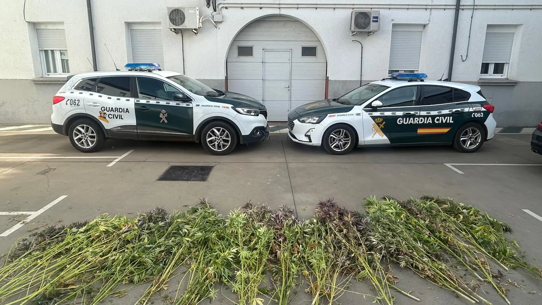 Detenido en Villamañan (León) por el cultivo de 32 plantas de marihuana en el interior de una vivienda