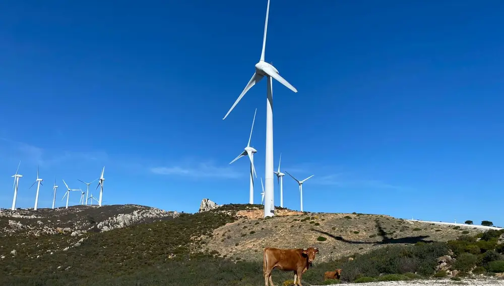 Vacas pastando en un parque eólico