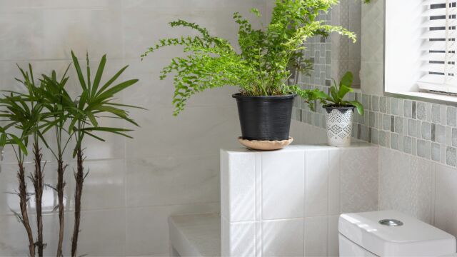 La planta de supermercado de 4 euros que puedes añadir a tu baño: absorbe la humedad y ayuda a prevenir el moho este invierno
