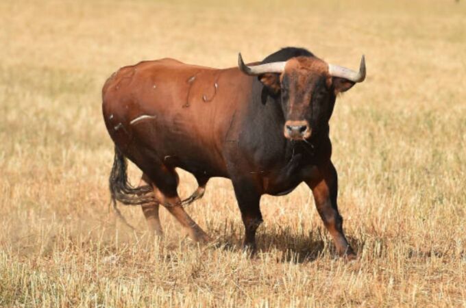Imagen de un toro de lidia