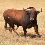 Imagen de un toro de lidia
