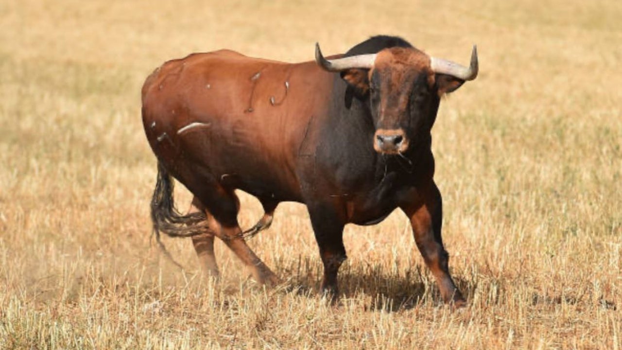 Un toro se escapa durante un festejo en un pueblo de Castilla-La Mancha y sigue suelto: piden extremar la precaución