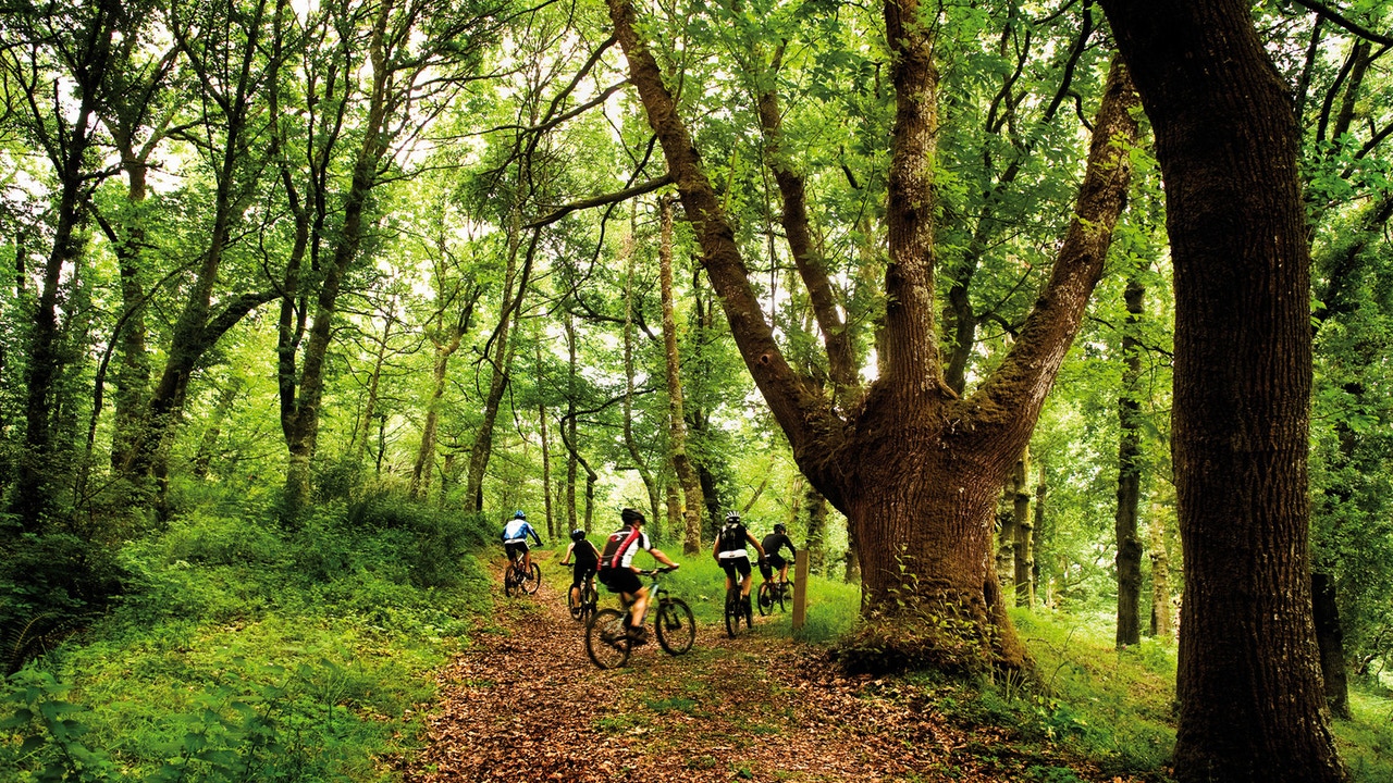 Este bosque gallego de novela tiene los castaños y robles más altos de Europa