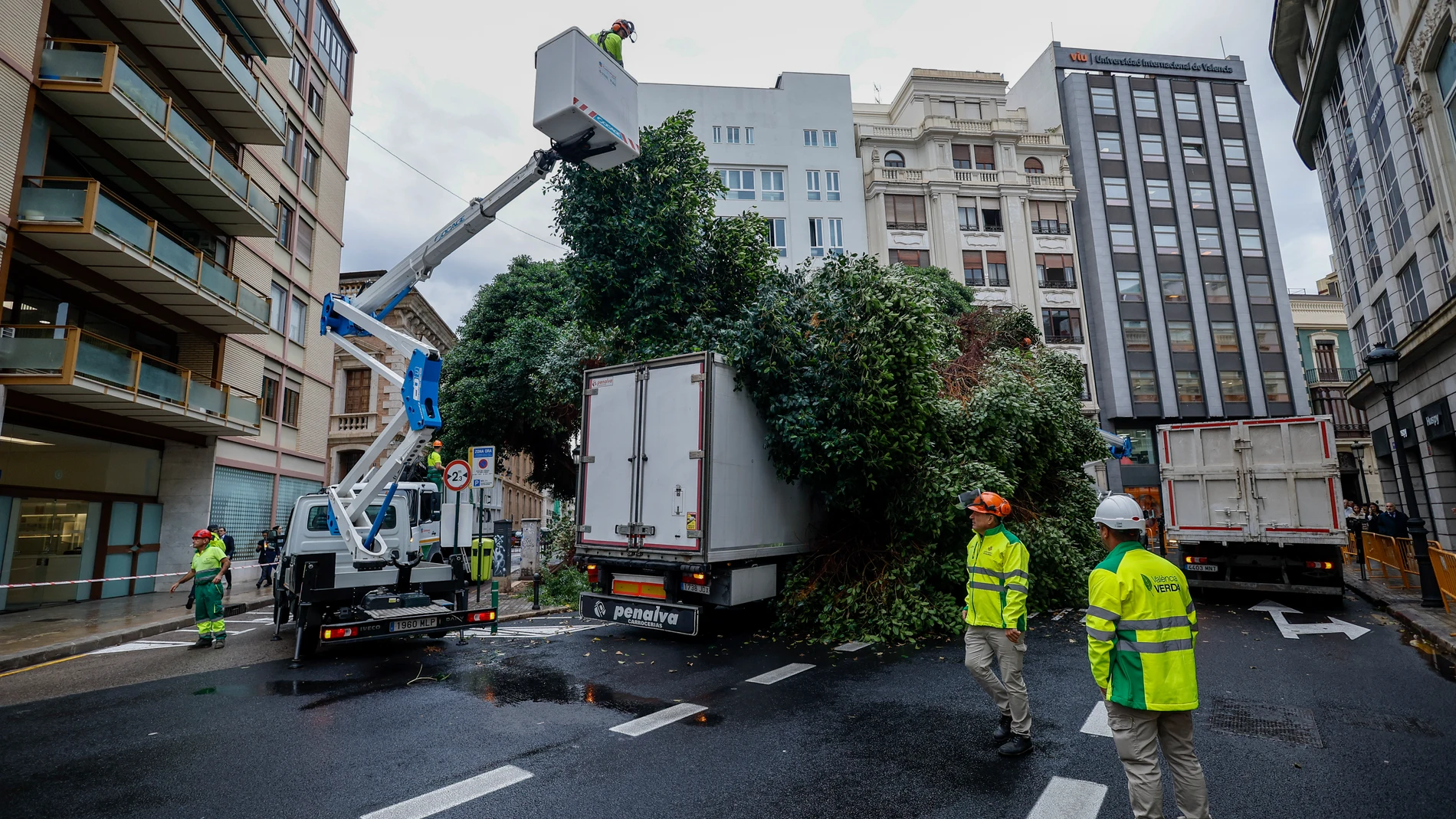 Cae un árbol de grandes dimensiones en el centro de Valencia