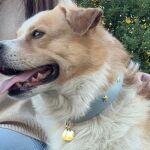 Collares y correas con estilo: la marca que conquista a los amantes de los perros