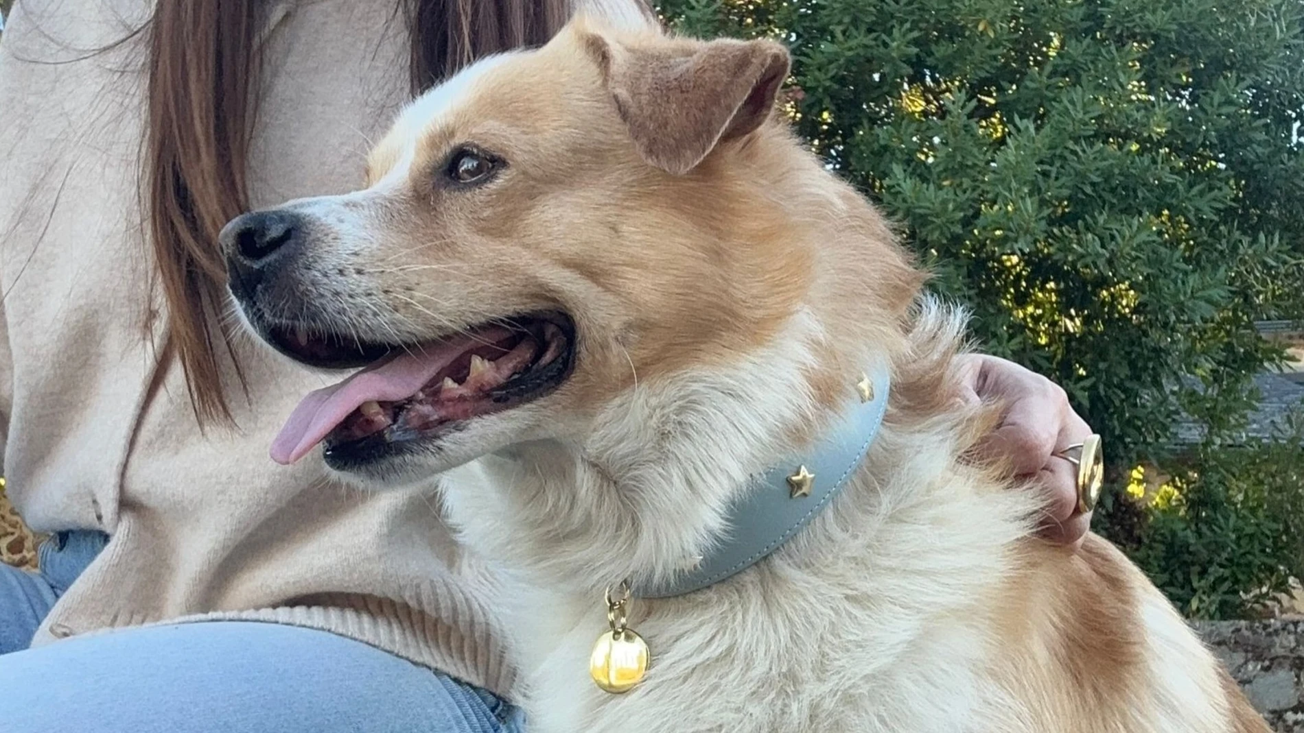 Perro de tamaño mediano con collar azul claro con estrellas doradas y chapita dorada, sentado junto a su dueña durante un paseo al aire libre.
