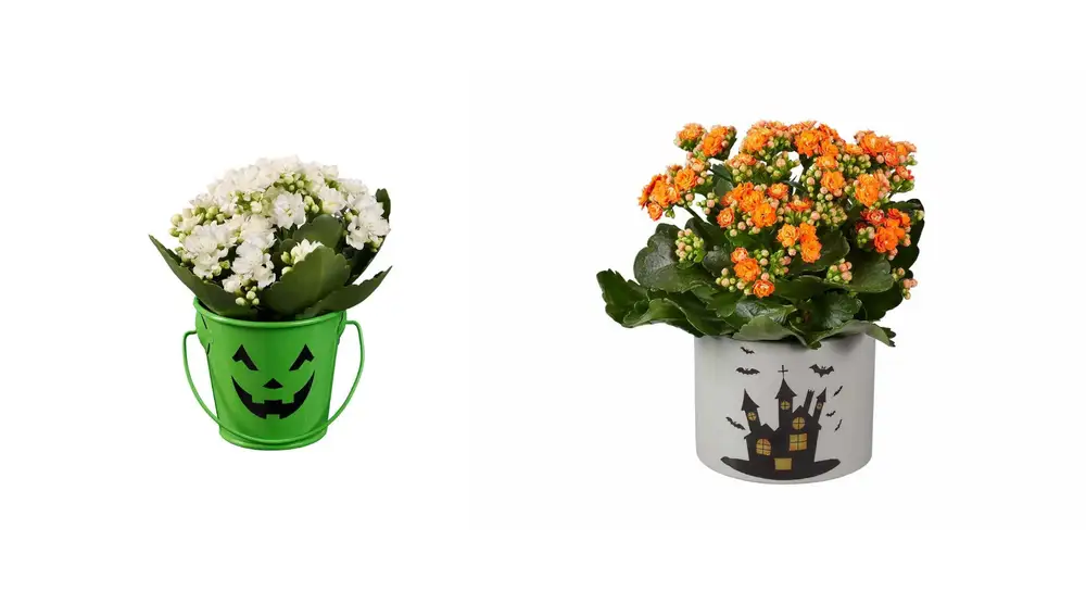 Kalanchoe y mini kalanchoe