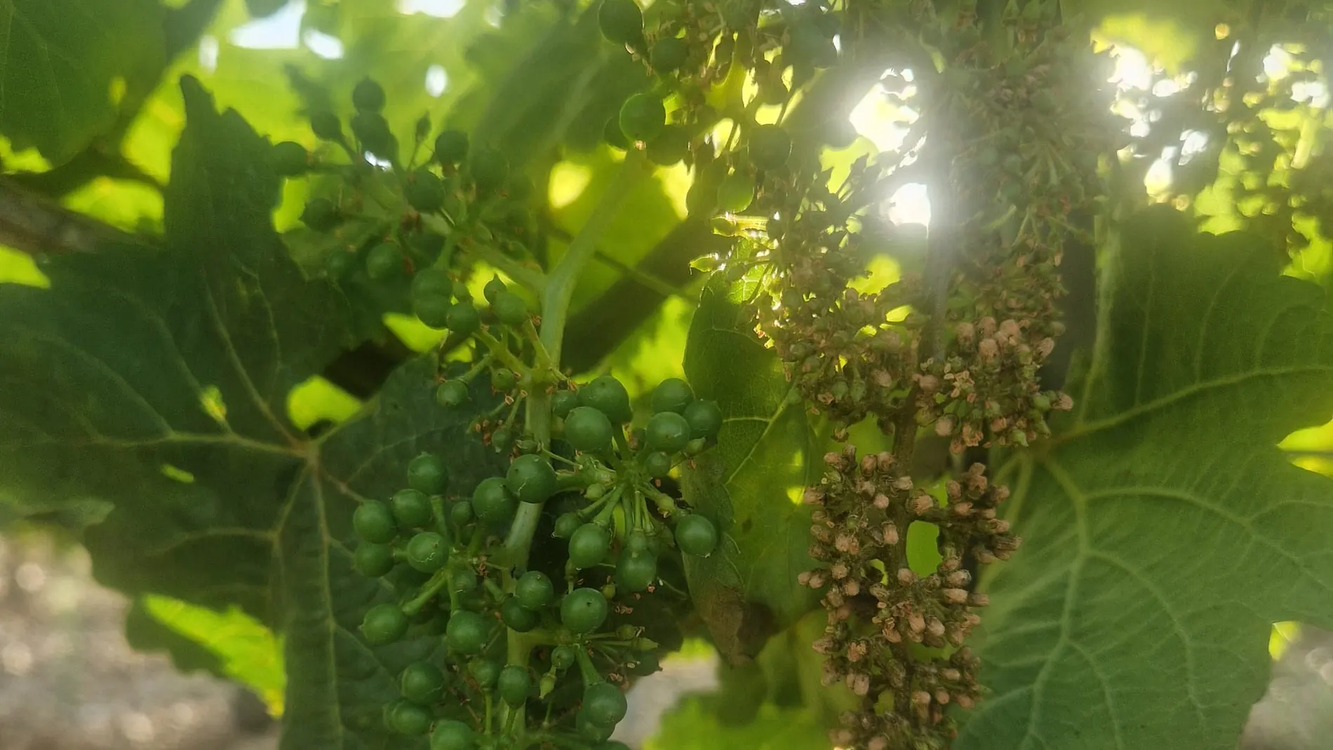 Viñdo de la DO Rueda afectado por el Mildiu