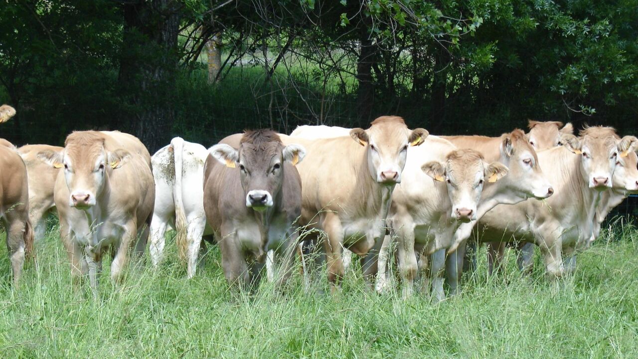 El acuerdo UE-Mercosur enfrenta tensiones también por el sector cárnico