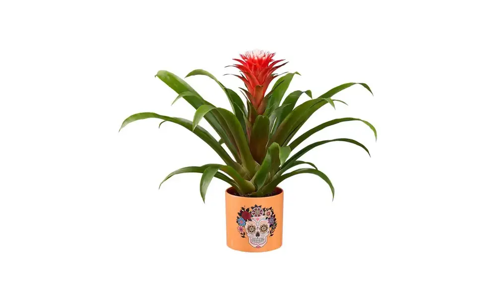 Cala y Guzmania Halloween