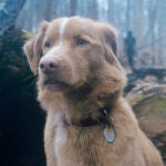 El perro protagonista de 'Good Boy' abre un profundo debate sobre la gala de los Oscar con una 'carta' dirigida a la Academia