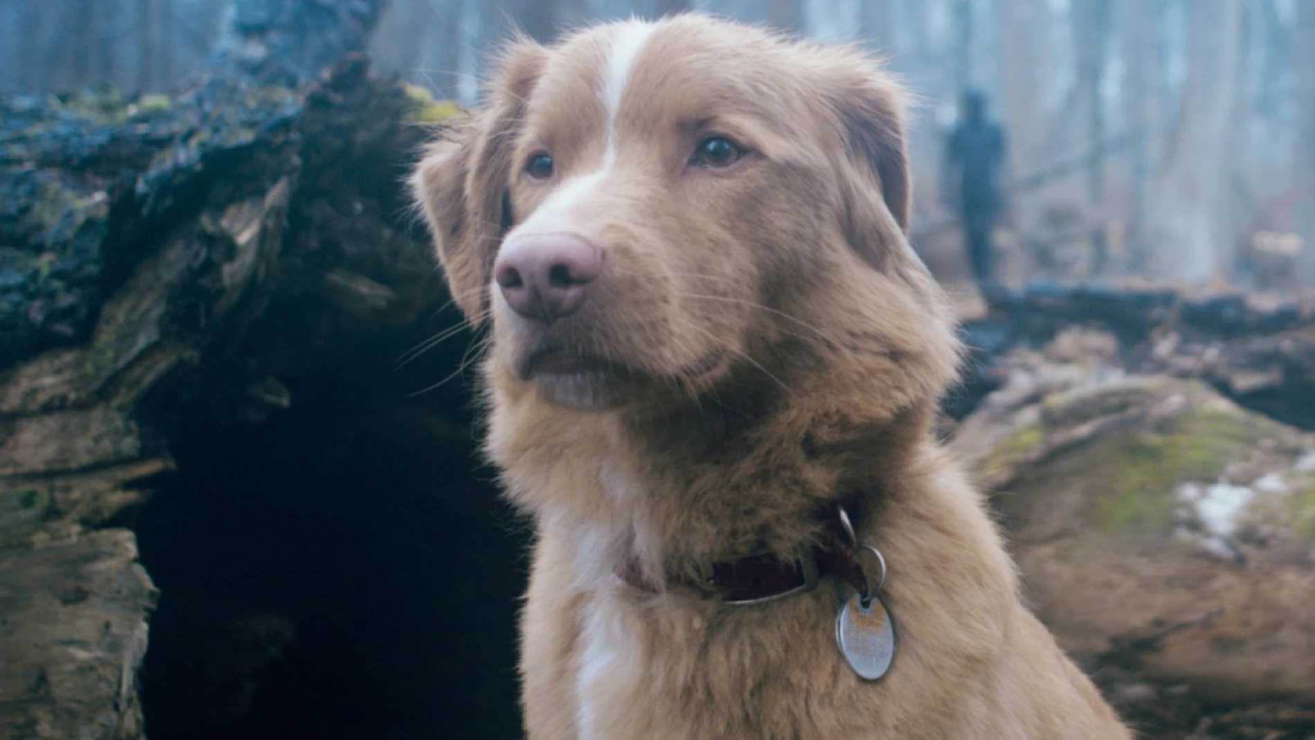 El perro protagonista de 'Good Boy' abre un profundo debate sobre la gala de los Oscar con una 'carta' dirigida a la Academia