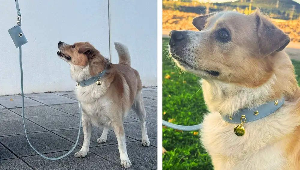 Bimbo con el set Nara azul cielo de Branni Pets, formado por collar, correa y portabolsas en piel azul con herrajes dorados.