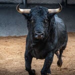 Los novillos de Fuente Ymbro meten miedo y prometen una tarde de emociones fuertes