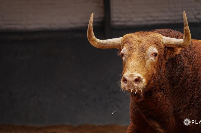 Estos son los imponentes toros de Garcigrande para el doblete de Morante, el adiós de Robleño y la confirmación de Rodríguez