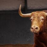 Estos son los imponentes toros de Garcigrande para el doblete de Morante, el adiós de Robleño y la confirmación de Rodríguez