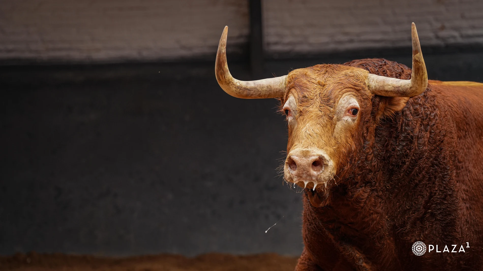Estos son los imponentes toros de Garcigrande para el doblete de Morante, el adiós de Robleño y la confirmación de Rodríguez