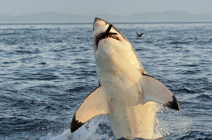 Hallazgo histórico en el Atlántico: un tiburón blanco gigante de 745 kg reaparece y sorprende a la ciencia marina