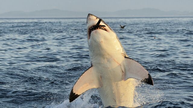 Hallazgo histórico en el Atlántico: un tiburón blanco gigante de 745 kg reaparece y sorprende a la ciencia marina