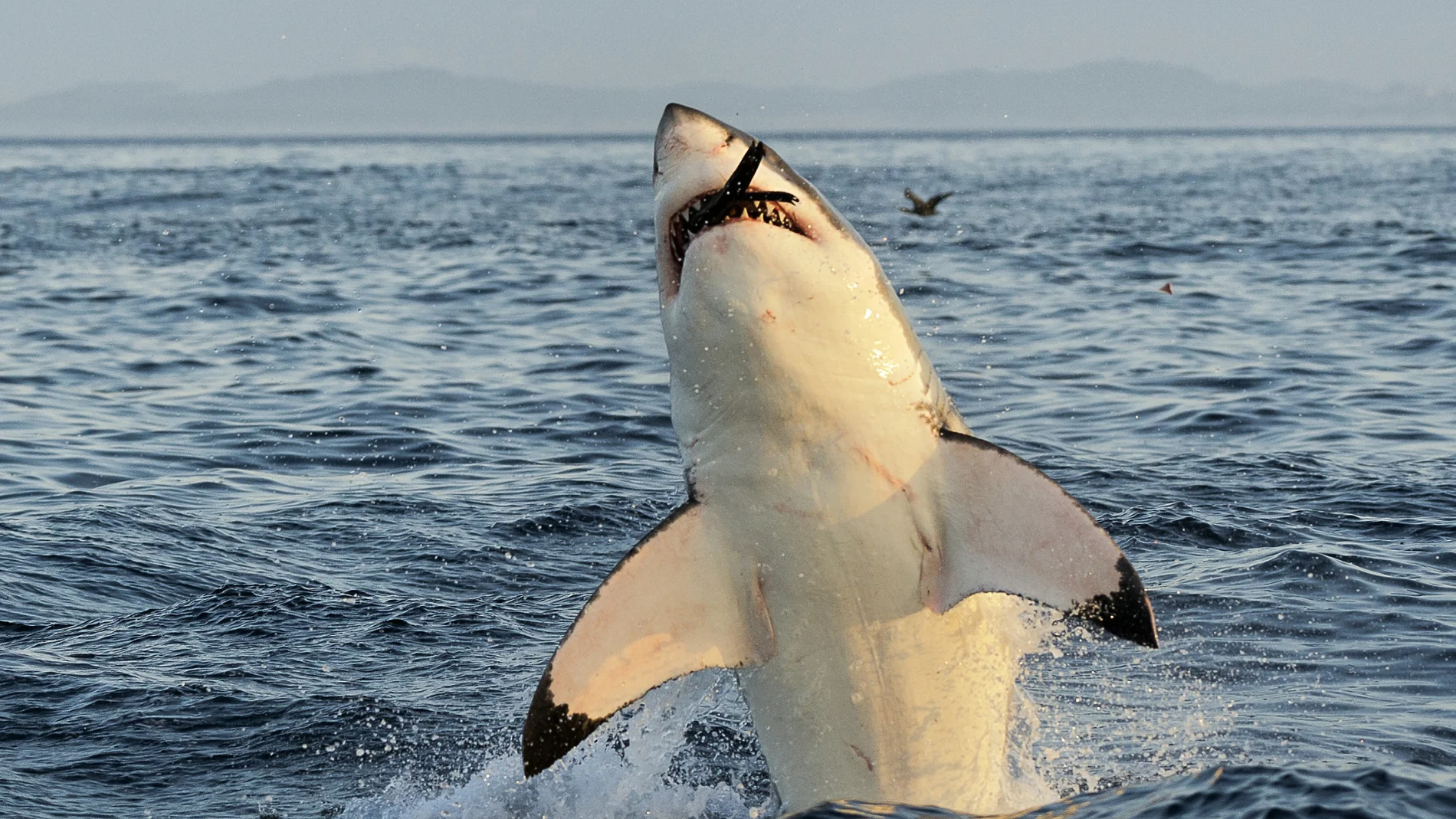 Hallazgo histórico en el Atlántico: un tiburón blanco gigante de 745 kg reaparece y sorprende a la ciencia marina
