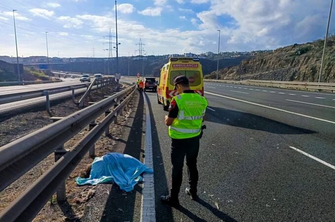 Qué es un emú, el animal atropellado tras causar un accidente en Gran Canaria
