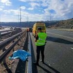 Qué es un emú, el animal atropellado tras causar un accidente en Gran Canaria Qué es un emú, el animal atropellado tras causar un accidente en Gran Canaria