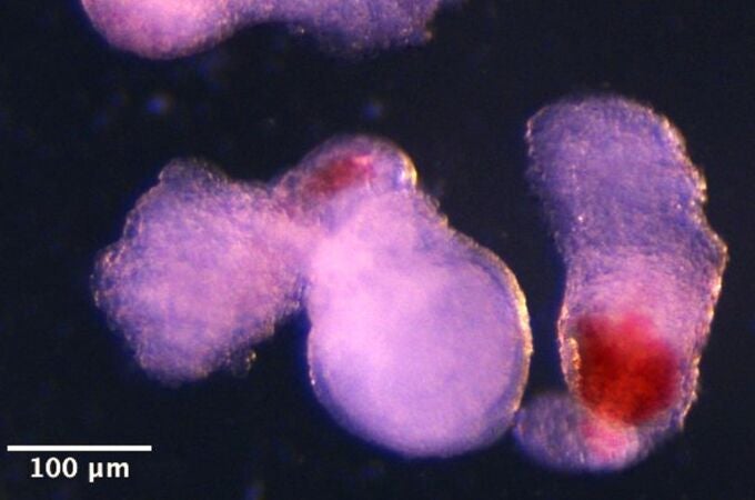 Las células ‘hematoides’ comenzaron a producir sangre (mostrada aquí en rojo) después de unas dos semanas de desarrollo