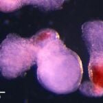 Las células ‘hematoides’ comenzaron a producir sangre (mostrada aquí en rojo) después de unas dos semanas de desarrollo Las células ‘hematoides’ comenzaron a producir sangre (mostrada aquí en rojo) después de unas dos semanas de desarrollo