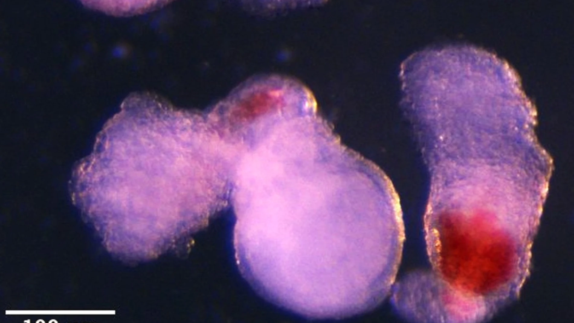 Las células ‘hematoides’ comenzaron a producir sangre (mostrada aquí en rojo) después de unas dos semanas de desarrollo