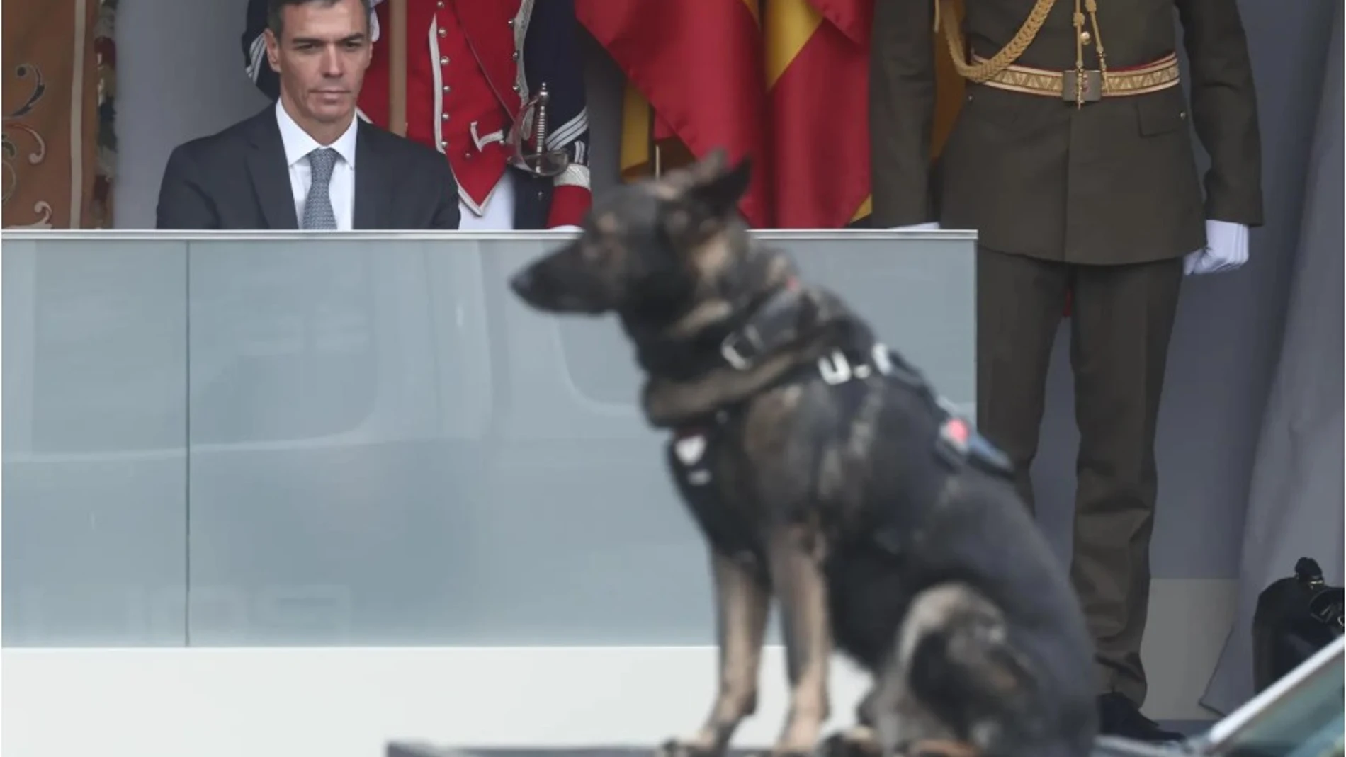 El presidente del Gobierno Pedro Sánchez observa a un perro en el desfile del 12 de octubre