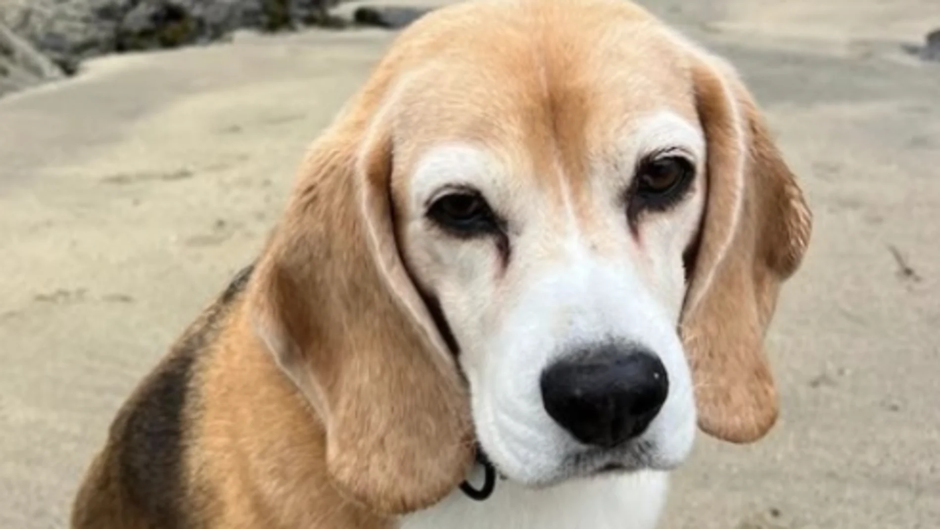 Halo, la mascota de Aaron Ramsey