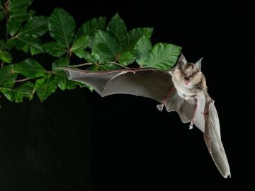 Innova.- Descubren nuevos coronavirus en murci&eacute;lagos de Espa&ntilde;a, algunos similares al SARS-CoV-2