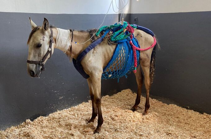 Uno de los caballos rescatados por la Asociación en Defensa de los Équidos