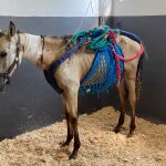 Uno de los caballos rescatados por la Asociación en Defensa de los Équidos