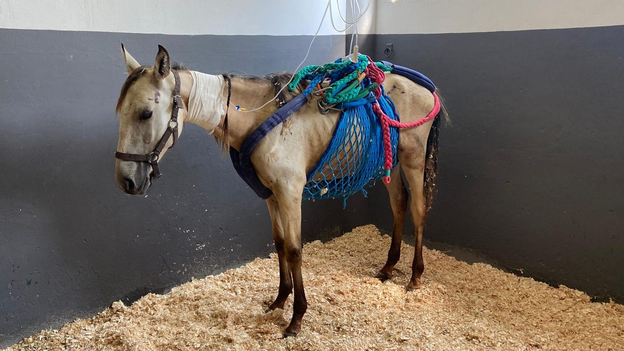 “El caballo se ha convertido en un instrumento del placer humano”