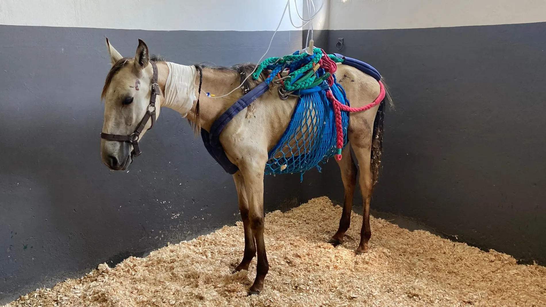 Uno de los caballos rescatados por la Asociación en Defensa de los Équidos