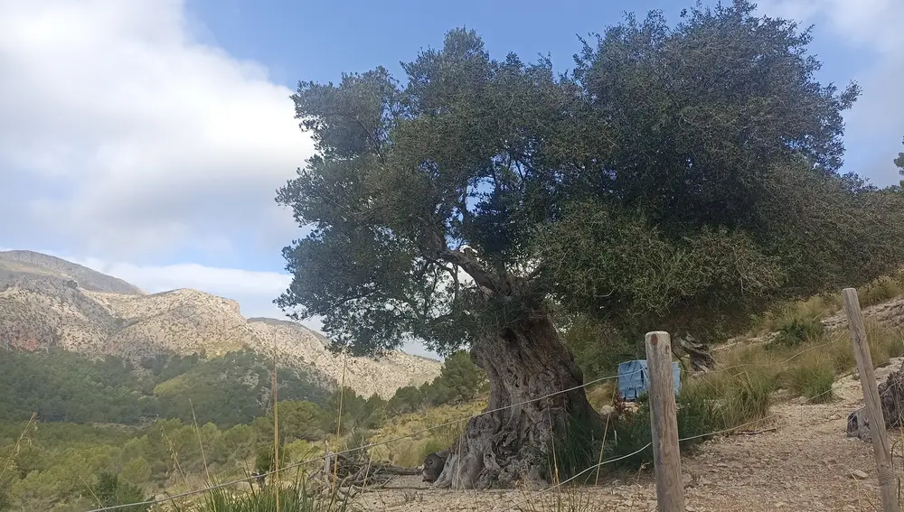 Olivo acebuche