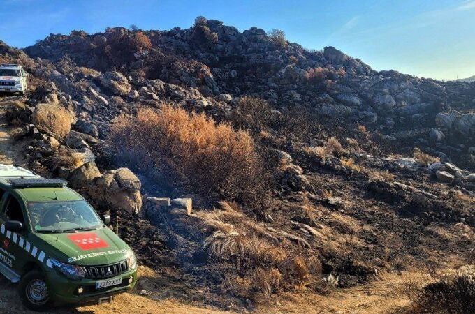 Madrid reconstruye los nidos de buitre negro afectados por un incendio en el valle del río Duero portugués