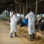 Veterinarios vacunando al ganado en la zona afectada.