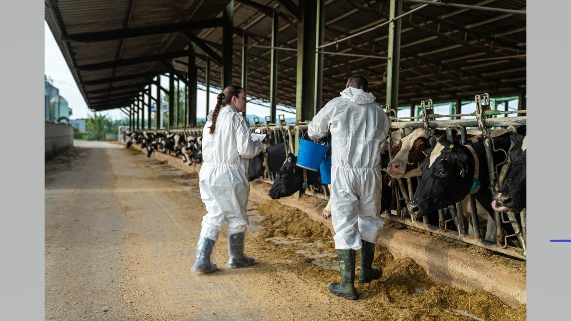Veterinarios vacunando al ganado en la zona afectada. REMITIDA / HANDOUT por CONSELLERIA DE AGRICULTURA Fotografía remitida a medios de comunicación exclusivamente para ilustrar la noticia a la que hace referencia la imagen, y citando la procedencia de la imagen en la firma 16/10/2025