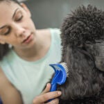 Ca&iacute;da del pelo en mi mascota